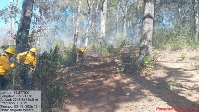Protección Civil y brigadas forestales sofocan incendio en Zacatlán