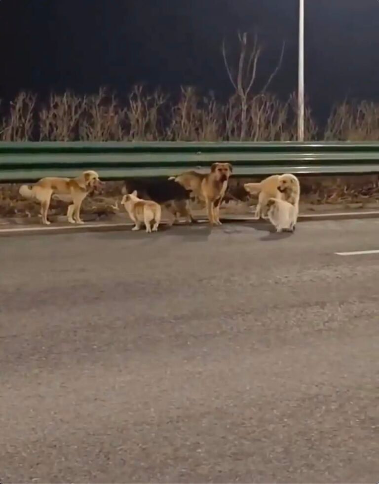 La increíble travesía de siete perros en China: una hazaña digna de película