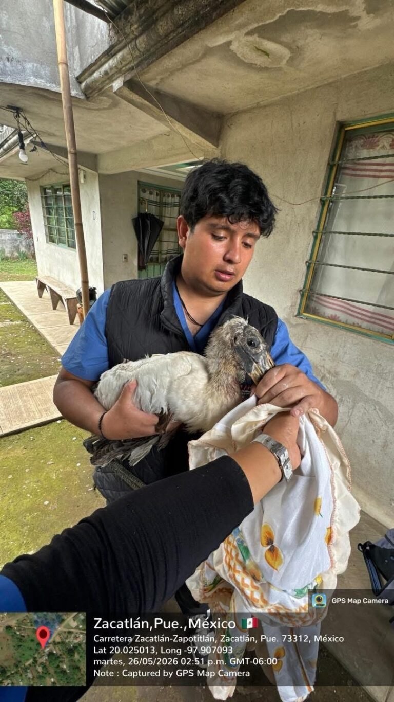 Atienden y resguardan a cigüeña americana lesionada en Jilotzingo