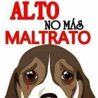 Zacatlán refuerza política de cero tolerancia al maltrato animal