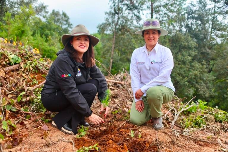 Ejido de Poxcuatzingo obtiene certificado nacional por su buen manejo forestal